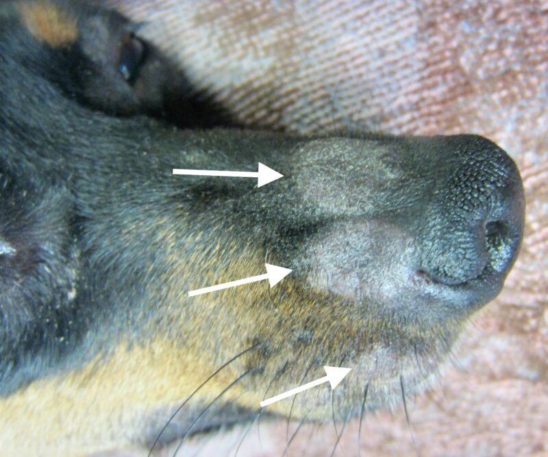 la-teigne-chez-le-chien-et-le-chat-clinique-v-t-rinaire-calvisson
