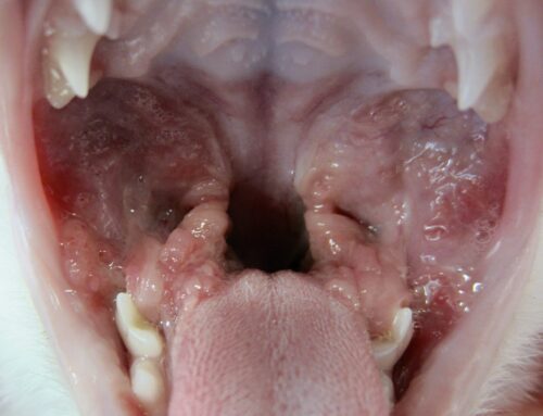 Tartre, gingivites, parodontites, et gingivo-stomatites, chez le chat
